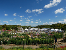 シェフェスタの様子