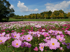 コスモス5