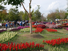 ニューギニア・インパチェンスとサルビア