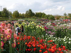 ダリア園の様子2