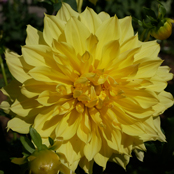 クロイドンエース