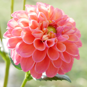 ディープアプリコット