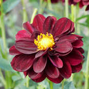 フィダルゴ・ブラッキー