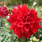 ケノラワイルドファアイヤー