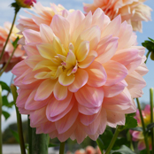 プリティベイビー