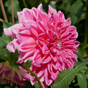 プリンセス・マサコ