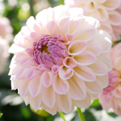 セクシーポーズ