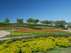 ジニアとサルビア