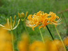 黄色系のリコリス