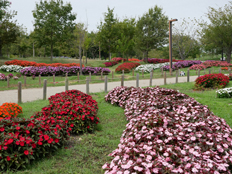 ニューギニア・インパチェンス