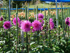 ダリア園の様子