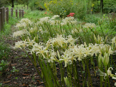 白花系のリコリス