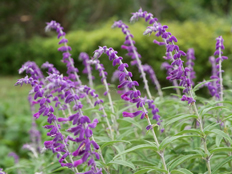 サルビア・レウカンサ