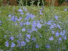 サルビア・アズレア