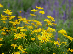 マーガレットコスモス