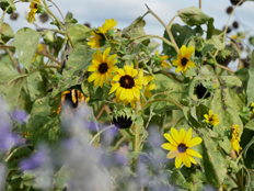 サンフィニティ