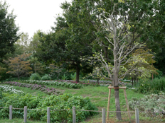 ハナミズキの様子