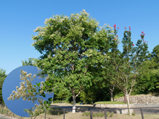 シマサルスベリ