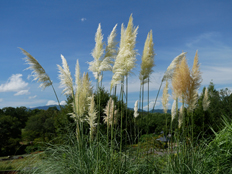 パンパスグラス