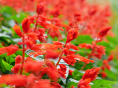 サルビア・スプレンデンス