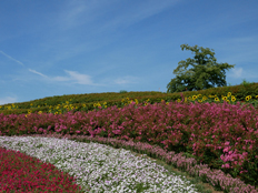 馬見花苑のヒマワリ