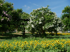 サルスベリとヒマワリ