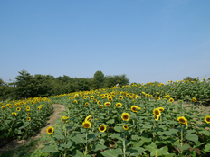 扇形花壇のヒマワリ