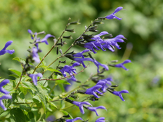 サルビア・ガラニチカ