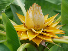 チユウキンレンの花