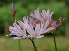 リコリス・スプレンゲリー