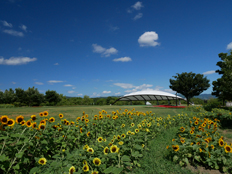 大型テント付近のヒマワリ