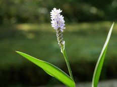 ポンテデリア・コルダタ