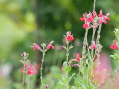 サルビア・ミクロフィラ