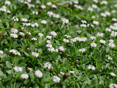 ヒメイワダレソウの白い花