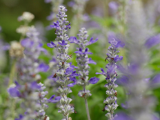 サルビア・ファリナセア