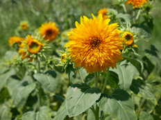 東北八重ひまわり
