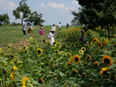 ヒマワリを撮影している様子