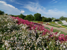 一才サルスベリ