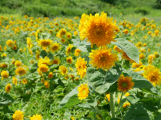 サンフィニティ