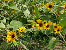 カリヨンの丘のヒマワリ