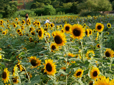 夕暮れのヒマワリ