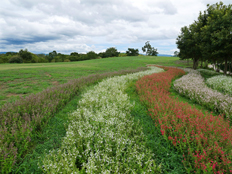 サルビア・コクシネア