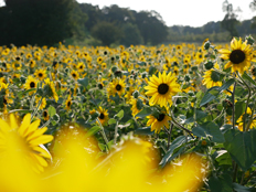 ヒマワリの様子