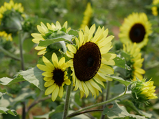 サンセーションレモン