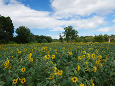 ヒマワリの様子