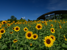 カリヨンの丘のヒマワリ