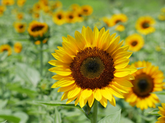 サマーサンリッチ・オレンジ