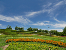 夏の花壇