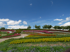 花壇の草花やサルスベリの様子