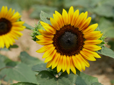 サンセーションフレーム